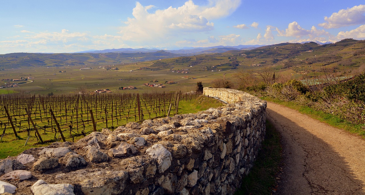 Vista panoramica delle cantine storiche nelle Marche, immerse nel paesaggio collinare.